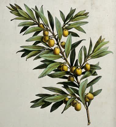 A fruiting olive branch: coloured lithograph